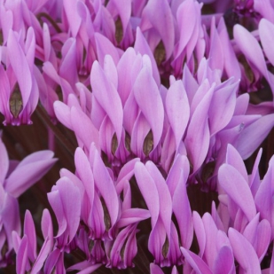 Cyclamen graecum